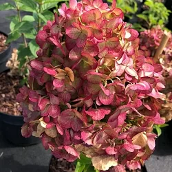  Фрейз Мельба (Fraise Melba)