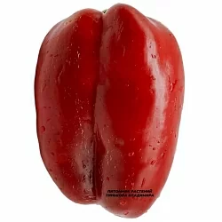  Перец сладкий Паланичко Чудо (Palanacico cudo) (6шт.)