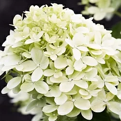 Литтл Пассион (Little Passion) Литтл Пассион (Little Passion)