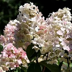 Гортензия Пи Ви (Pee Wee) Гортензия Пи Ви (Pee Wee)