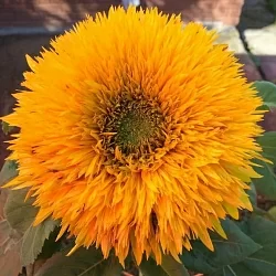 Подсолнух Helianthus Double Delight F1 orange (10шт)