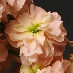 Маттиола Matthiola incana Katz yellow (20шт)