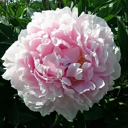  Пион Сара Бернар (Sarah Bernhardt)