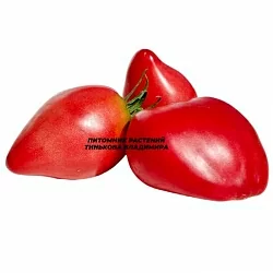  Томат Женская грудь (6шт)