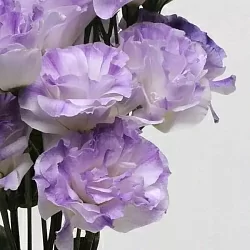 Лизиантус Lisianthus ABC 1 F1 misty blue (10шт)