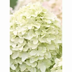  Фрейз Мельба (Fraise Melba)