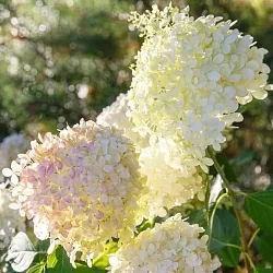  Фрейз Мельба (Fraise Melba)