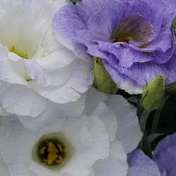 Лизиантус Lisianthus ABC 2 F1 blue blush (10шт)