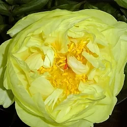  Пион Лемон Шифон (Lemon Chiffon)