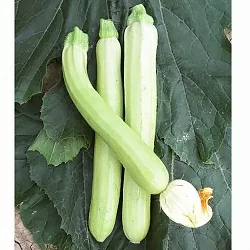 Кабачок Длинный белый сицилийский (Lungo Bianco di Sicilia) (3шт)