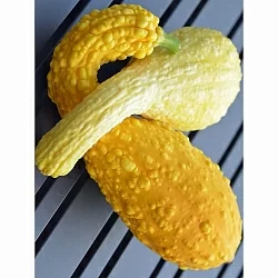 Тыква Крукнек Золотой (Crookneck Golden) (5шт)