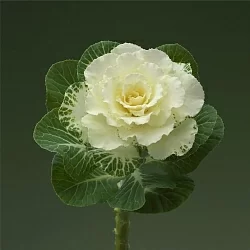 Брасика Brassica oleracea Flare F1 white (10шт)
