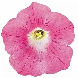  Петуния Wave F1 pink (5шт)