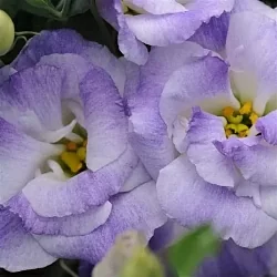 Лизиантус Lisianthus ABC 2 F1 misty blue (10шт)