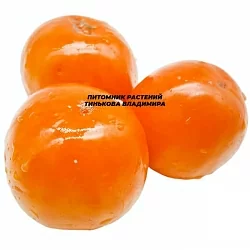  Томат Желтые давишные (6шт)