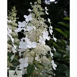  Гортензия Юник (Unique)