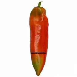  Перец сладкий Горос (6шт.)