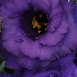 Лизиантус Lisianthus ABC 2 F1 blue (10шт)