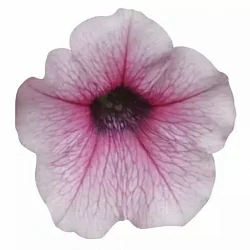  Петуния Shock Wave F1 pink vein (5шт)