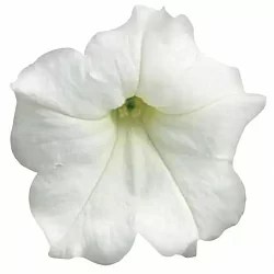  Петуния Easy Wave F1 white (5шт)