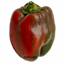  Перец сладкий Красный куб (Quadrato d’asti rosso, Италия) (6шт.)