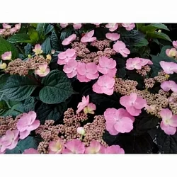  Фрейз Мельба (Fraise Melba)