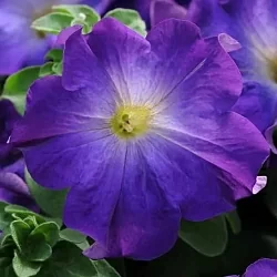  Петуния Sophistica F1 blue morn (5шт)