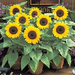 Подсолнух Helianthus Sunny Smile F1 (10шт)