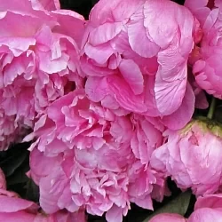  Пион Якорма (Jacorma)