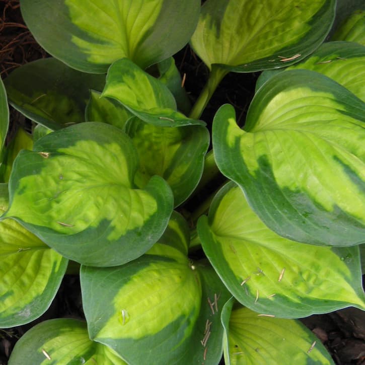 Sunset grooves. Хоста сансет грувз sunset grooves. Хоста гибридная сансет грувз. Хоста регал сплендор. Хоста sunny halcyon.