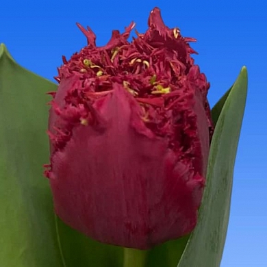 Тюльпан Ля Мур (La Mour) (нет в наличии)