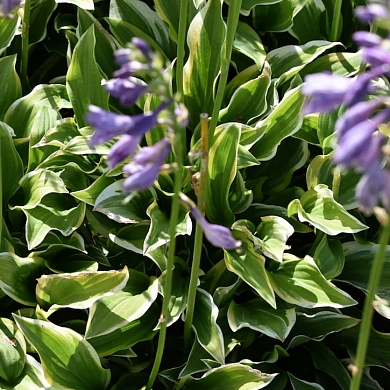 Golden Tiara (нет в наличии)