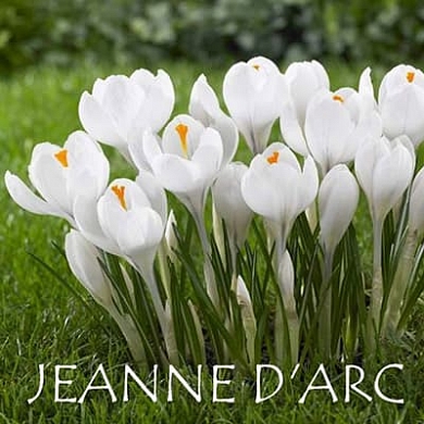 Jeanne darc (нет в наличии)