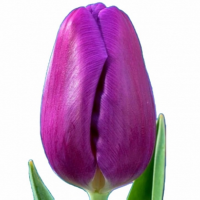 Тюльпан Ангола (Angola) (нет в наличии)