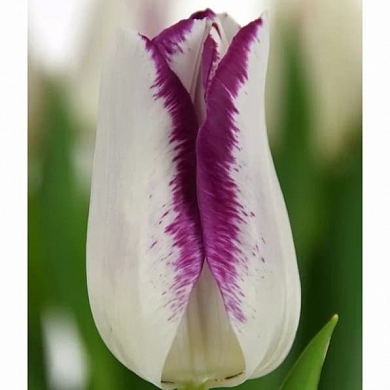 Affaire (нет в наличии)