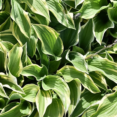 Wide Brim (нет в наличии)