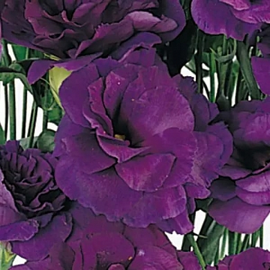 Lisianthus ABC 2 F1 purple (10шт)