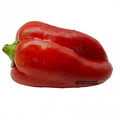 Перец сладкий Та Тонг (Ta Tong, Канада) (6шт.)