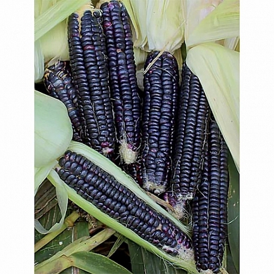 Ацтекская чёрная (Black Aztec) (5шт)