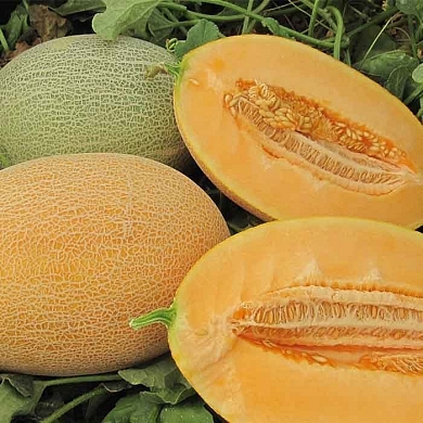 Каррера F1 (5шт)