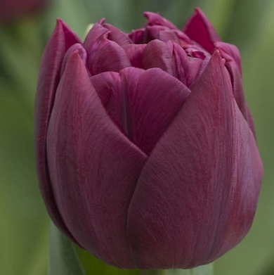 Alison Bradley (нет в наличии)