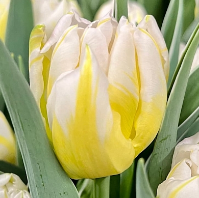 Тюльпан Пассворд (Password) (нет в наличии)