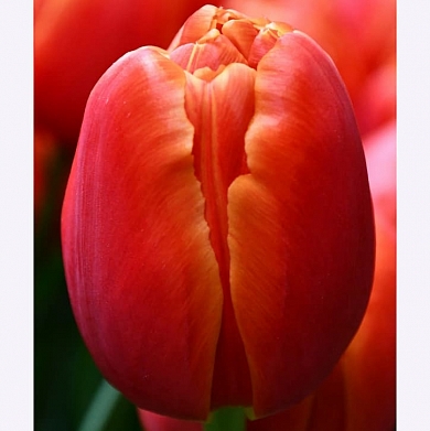 Icoon (нет в наличии)