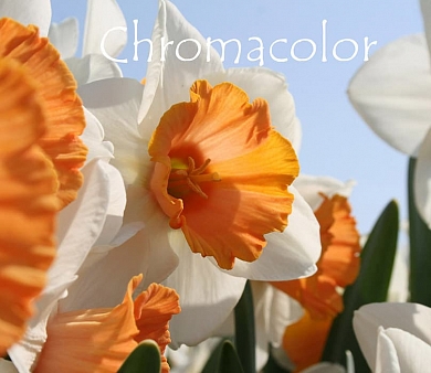 Chromacolor (нет в наличии)
