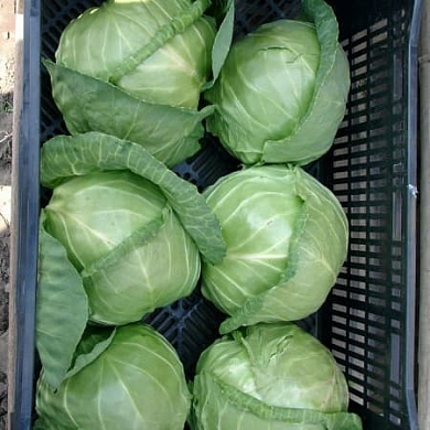 Капуста белокочанная Етма F1 (20шт.)