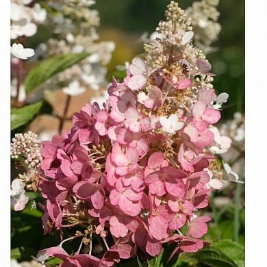 Гортензия Беби Лейс (Baby Lace) (нет в наличии)