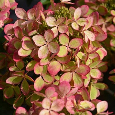 Гортензия Пастел Грин (Pastelgreen) (нет в наличии)