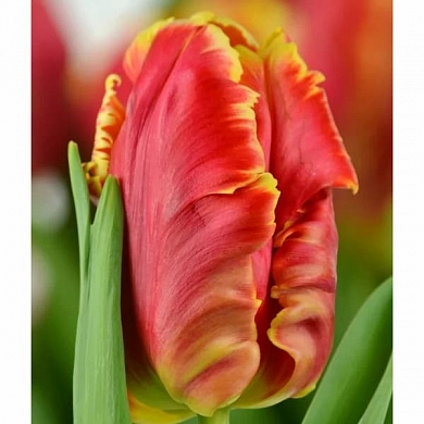 Dee Jay Parrot (нет в наличии)