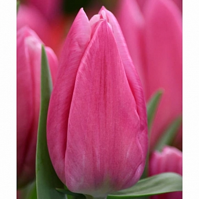 Jumbo Pink (нет в наличии)