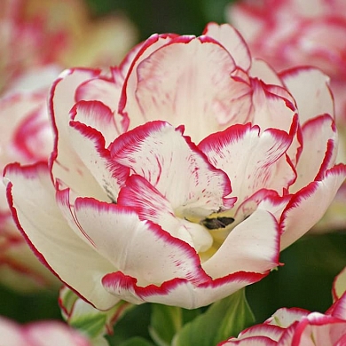 Belicia (нет в наличии)